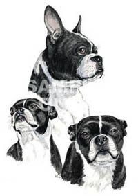 T-shirt med Bostonterrier