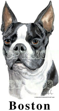 T-shirt med Bostonterrier