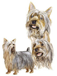 Collegetröja med Silkyterrier