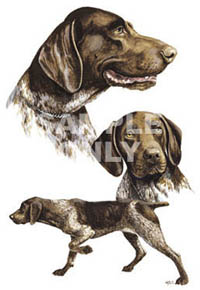 Tygkasse med Korthårig Vorsteh