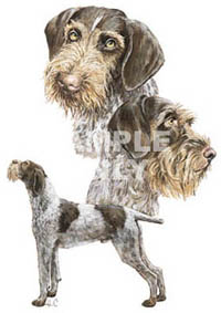 T-shirt i barnstorlek med Strävhårig Vorsteh