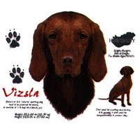 Collegetröja med Ungersk Vizsla