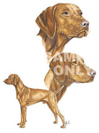 T-shirt i barnstorlek med Ungersk Vizsla