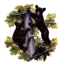 T-shirt i barnstorlek med Björnar