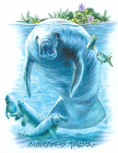 T-shirt med Manatee