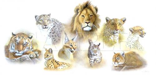 T-shirt Cats of the world