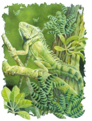 T-shirt med Grön Leguan