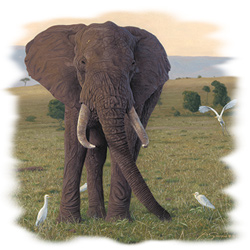 T-shirt i barnstorlek med Elefant