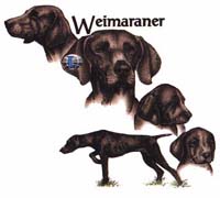 Collegetröja med Weimaraner