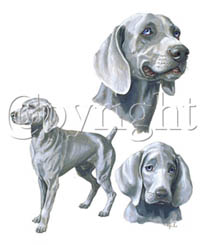 T-shirt i barnstorlek med Weimaraner