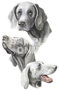 T-shirt i barnstorlek med Weimaraner