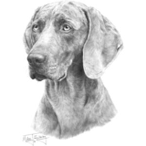 Collegetröja med Weimaraner