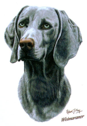 Collegetröja med Weimaraner