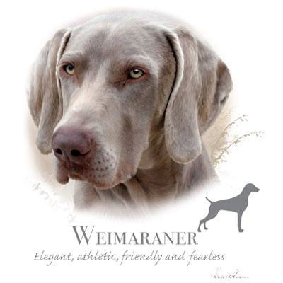 Huvjacka med Weimaraner