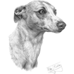 Collegetröja med Whippet