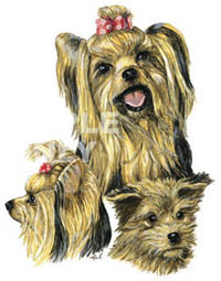 Collegetröja med Yorkshireterrier