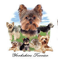 Collegetröja med Yorkshireterrier