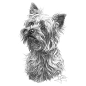 Collegetröja med Yorkshireterrier