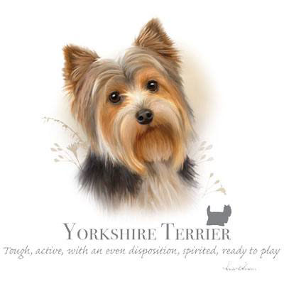 Huvjacka med Yorkshireterrier