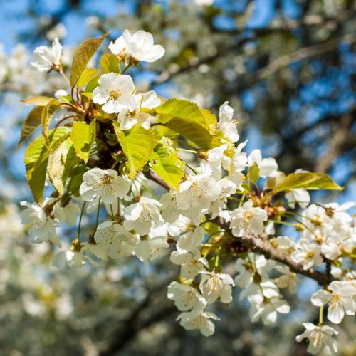 Äppelblomster på Adelsö