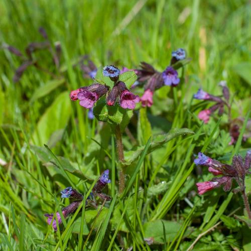 På våren blommar Lungört på Eldgarnsö naturreservat