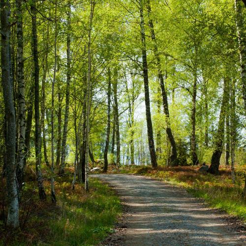 Vandringsleden på Adelsö går genom vacker skogsmiljö