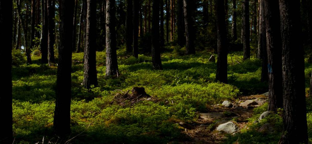 Adelsö Vandringsled går på den norra delen av ön med sjönära natur och doftande gröna landskap