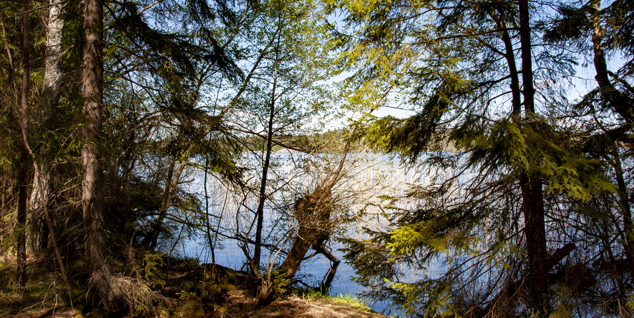 Låssaleden i Upplands-bro går med i skog men nuddar då och då Mälarens vatten