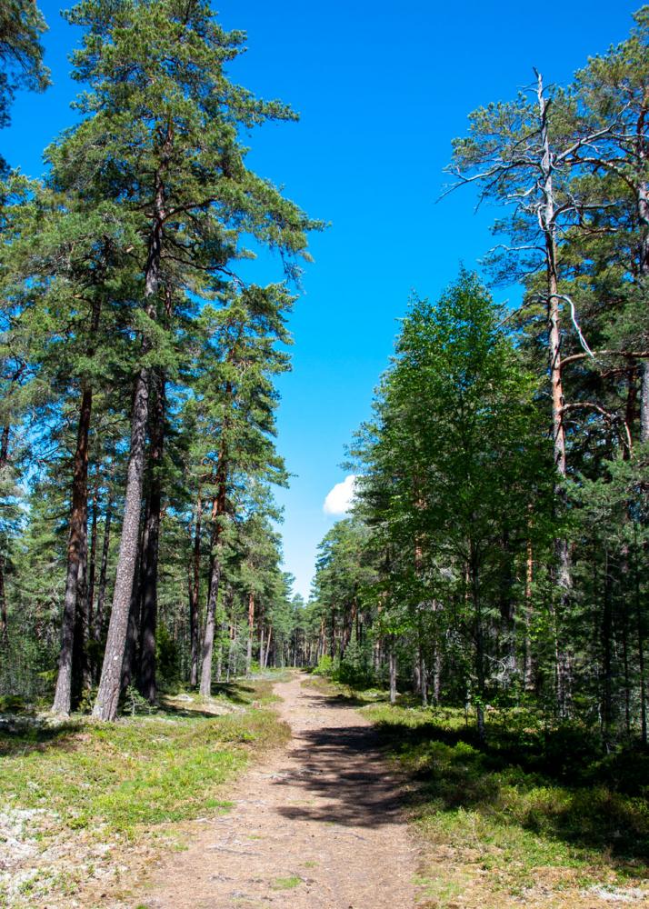 Den 500 meter långa processionsvägen från vikingatiden ligger på Låssaleden