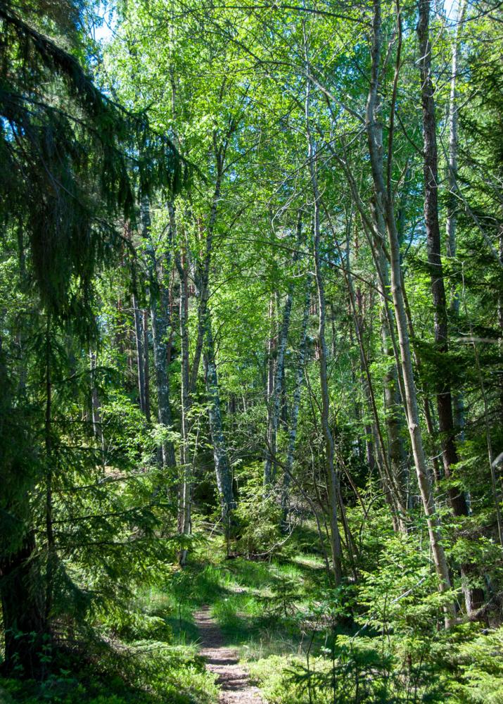 Åsbarrskog på Låssaleden så långt ögat når