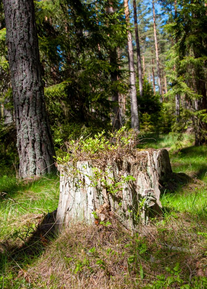 Låssaleden i Upplands-bro bör avnjutas sommartid!