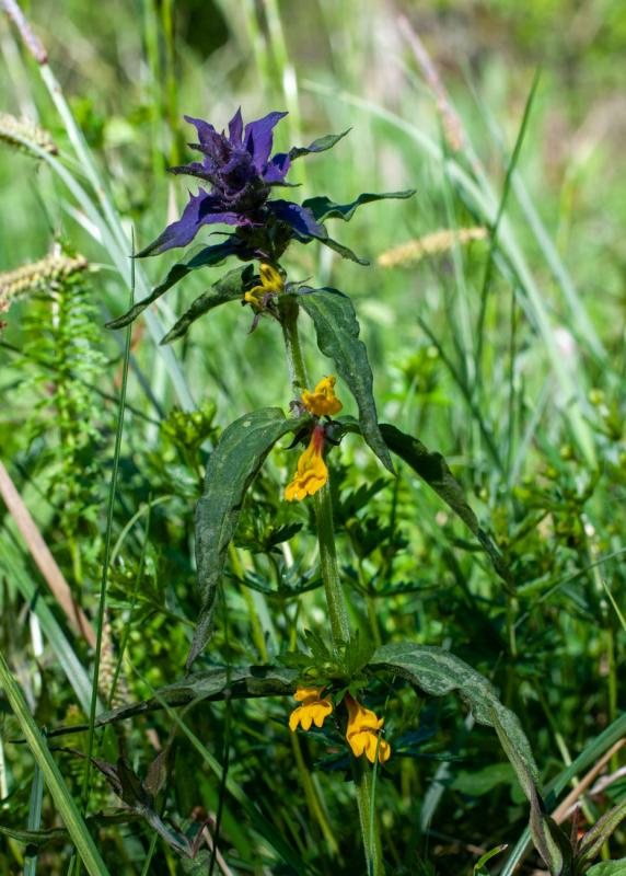 Artrik flora i Riddersholms naturreservat