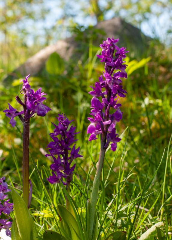 Det finns flera orkideer i Riddersholms naturreservat