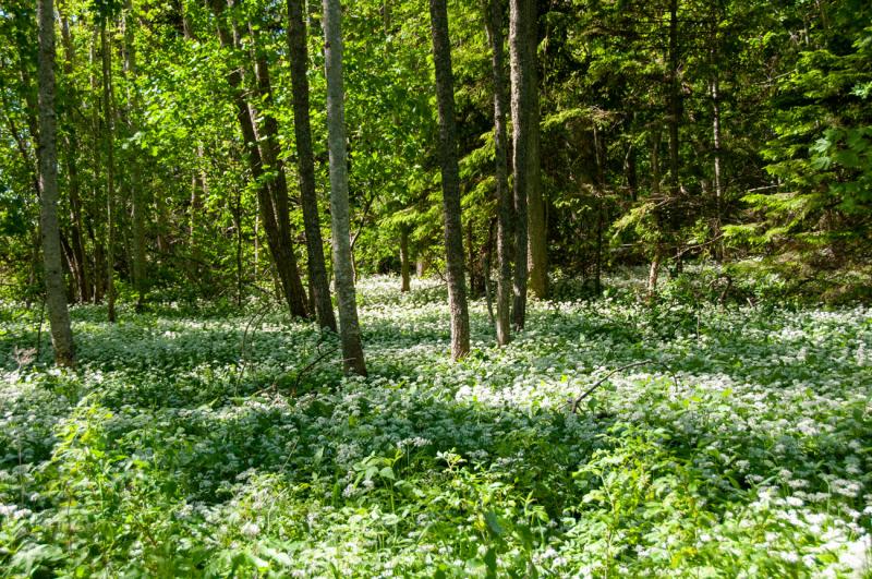 Det finns stora ramslöksängar i Riddersholms naturreservat