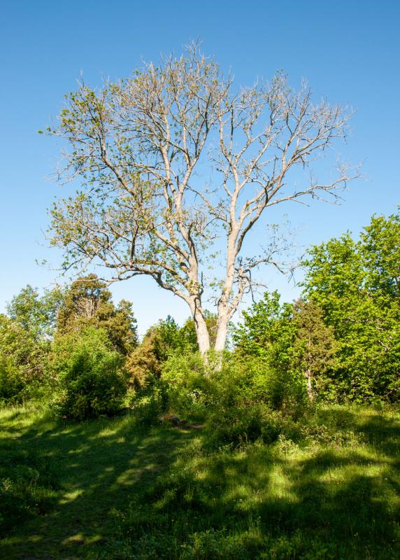 Riddersholms naturreservat är Roslagen i koncentrat