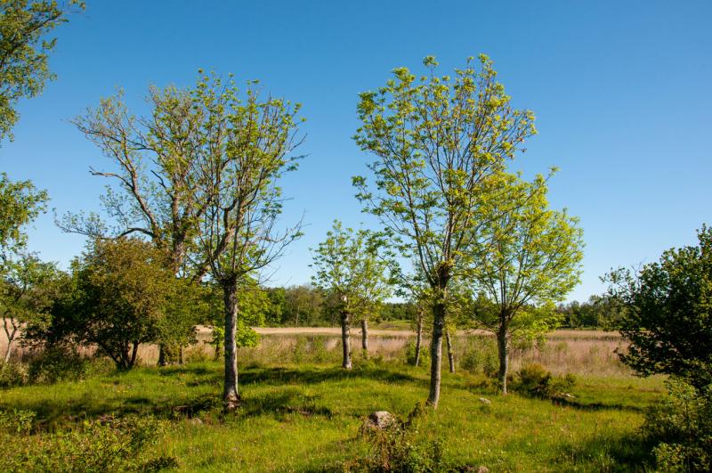 Riddersholms Naturreservat längst ut på Rådmansö är en pärla i Roslagen!