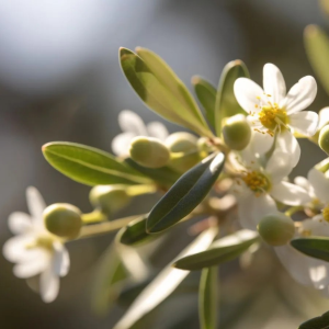 Bamboo & Olive Blossom