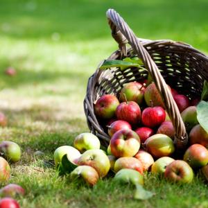 Almond & Apple