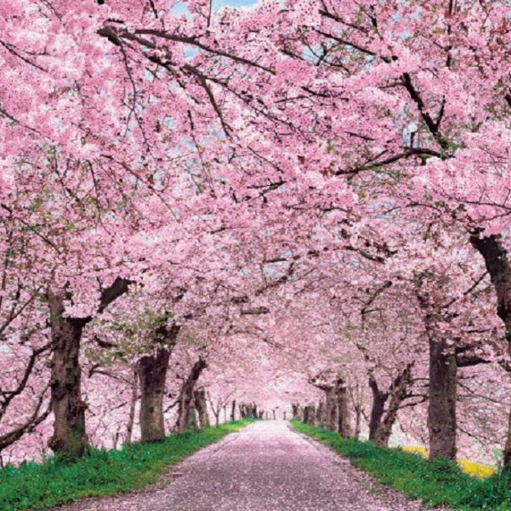 Cherry blossom фото