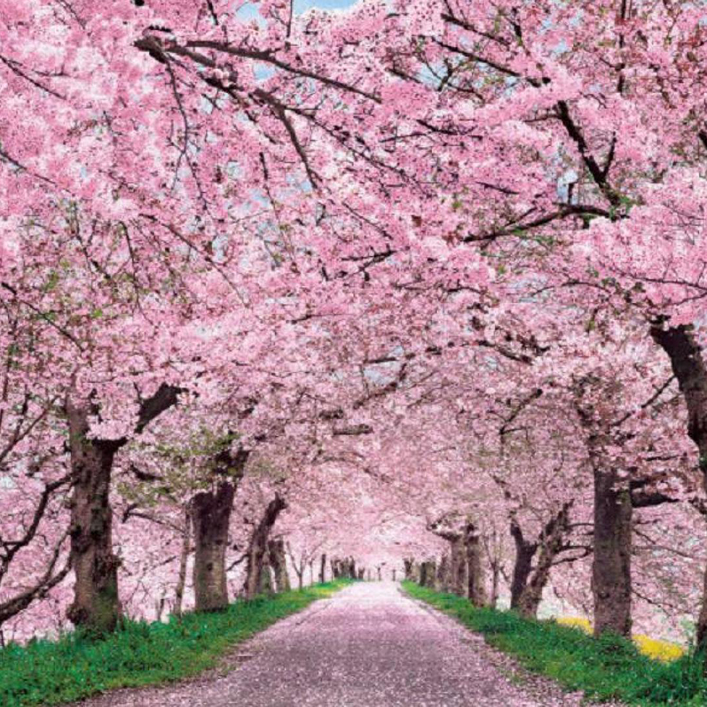 Japanese Cherry Blossom