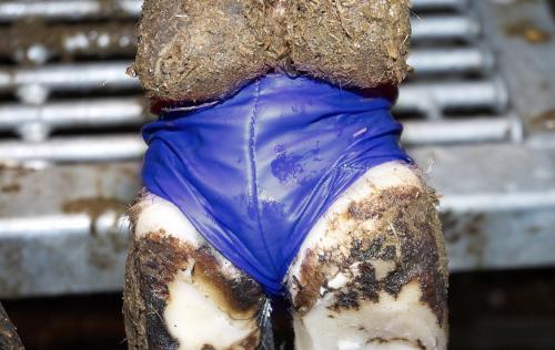 BOVIVET Hoof bandage, blue quality, L, 10 stk.