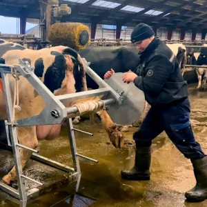 Klövstol / Verkstol Bovi Hoof Care box 2.0