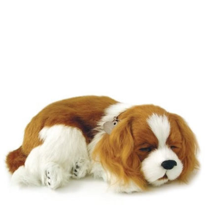 Cavalier king charles