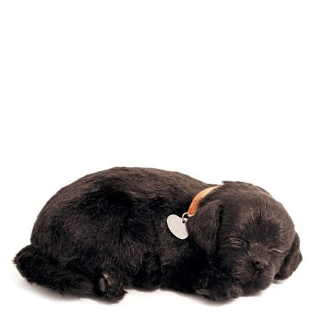 Labrador