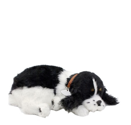 Cockerspaniel - Perfect petzzz