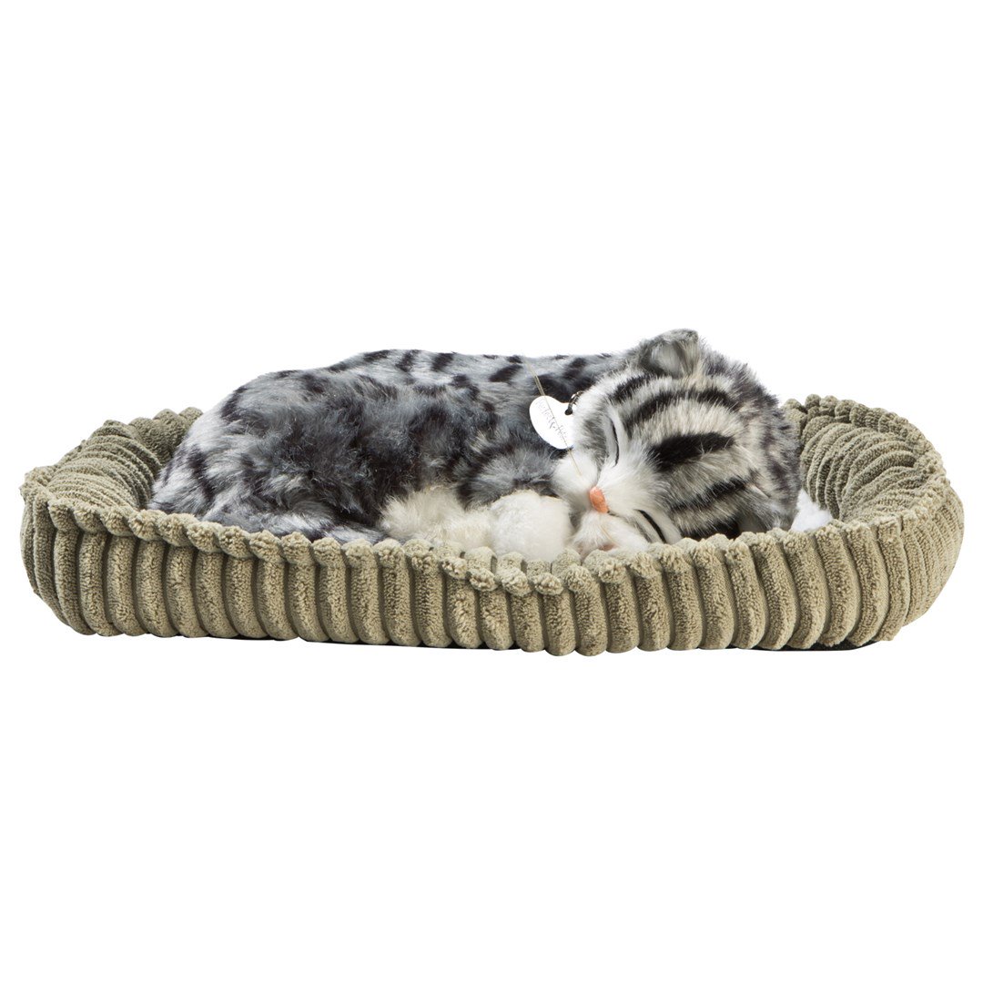 Katt grårandig
