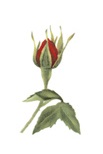 Decor 521-D