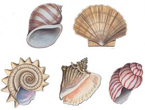 Decor 66-25