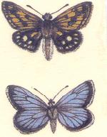 Decor -441