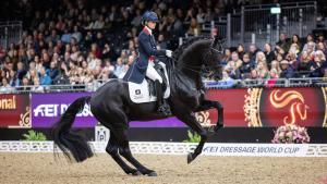 Schabrak Dr LeMieux Suede Large Vit